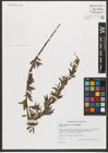 Foto von Salix triandra subsp. bornmuelleri (Hausskn.) A. K. Skvortsov